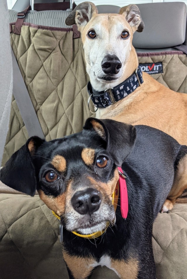 legomydoggos:I feel like this sums up their personalities well