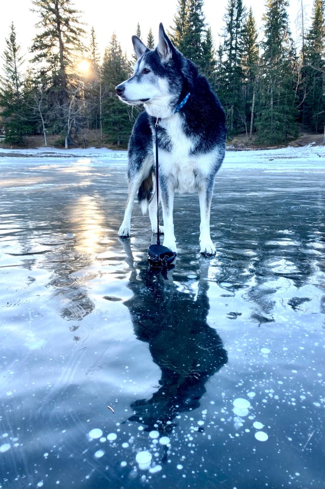 loyal-as-a-dog: