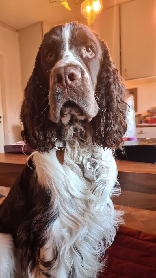 fidgetspringer:He got his christmas clip yesterday! So handsome.Ready to go play with Ellie and her…