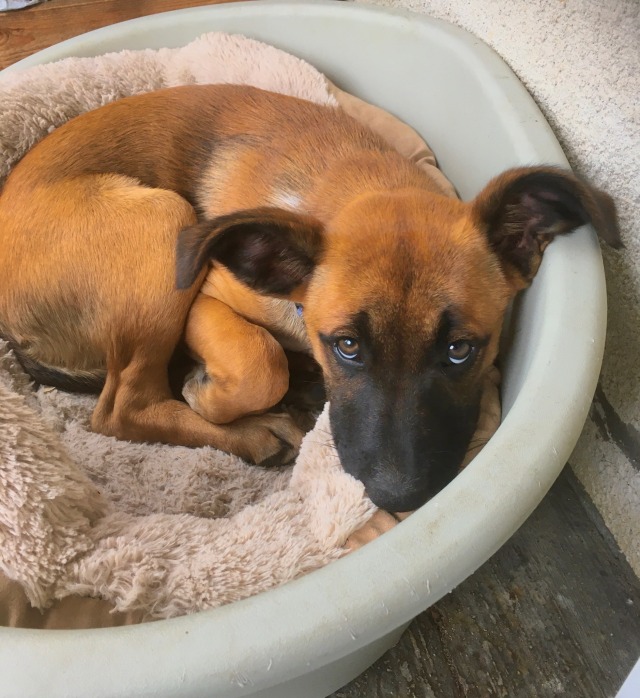 farm-paws:Basket full of baby