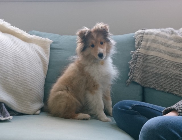 savannahthesheltie:Nice pose.