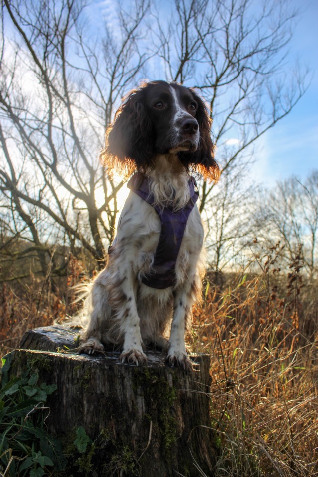 thespringertails:Willow on a Christmas walk yesterday