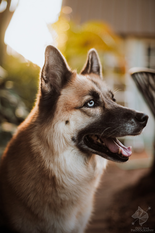 huskyhuddle:

I have a dogwho loves flowers.Briskly she…