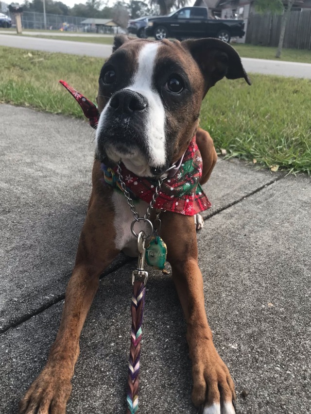 boxerbeans:someone was in a very mischievous mood today