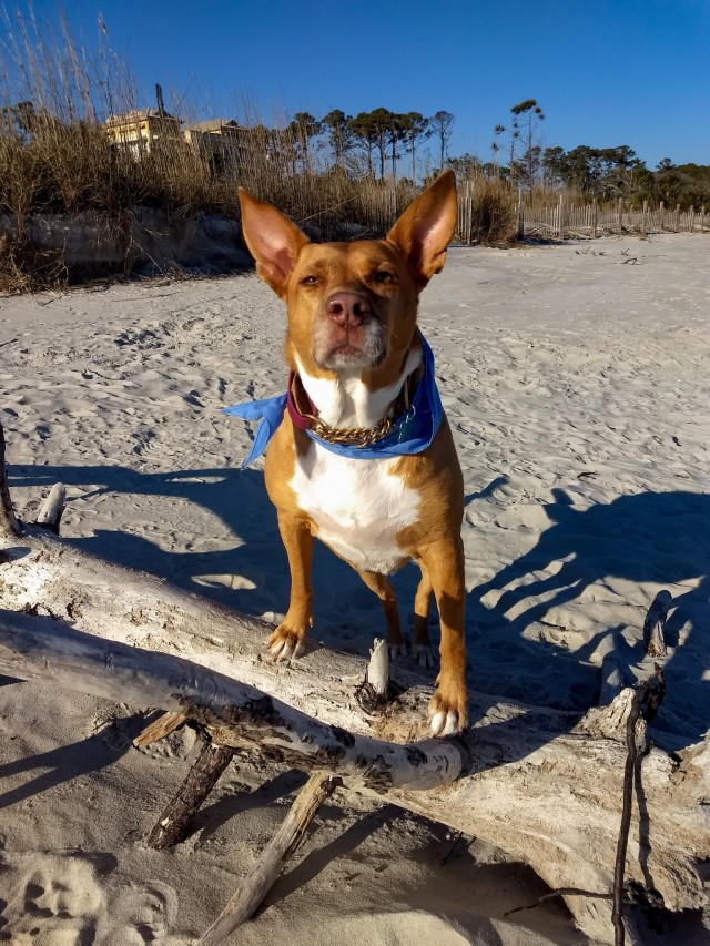 Ladybug said she’s the coolest dog on the beach