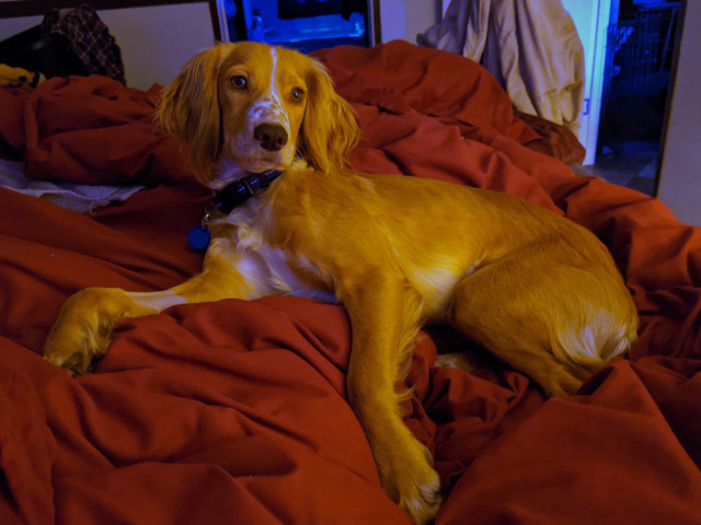 doomspaniels:Tiny golden princess lounges on her throne (my leg).