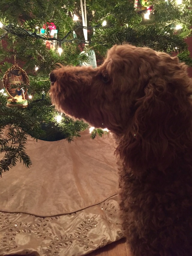 My goldendoodles, Annie (first pic) and Treman (second pic). 🎄💗