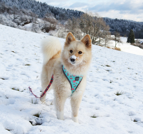 pocketdogs:snow child