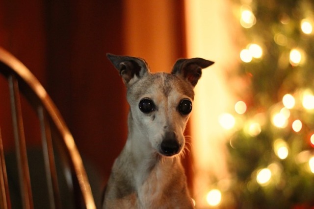 great-and-small:My 15th Christmas Eve with this old girl, what a gift