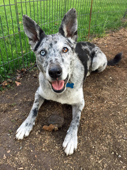 wyrddogs:

Bindi and her latest favorite disgusting round…