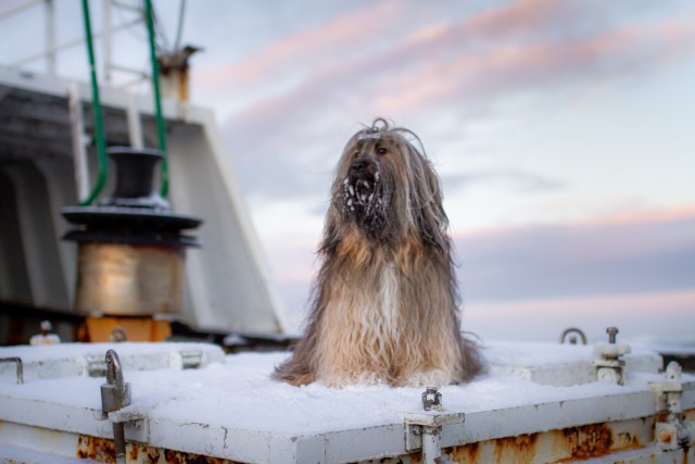 soulpups:boat dog 🌊