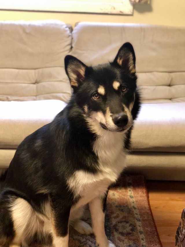 darkwood-sleddog:He knows (that we got him new cheap toys to destroy when we did our errands today).