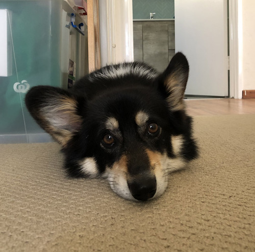 halleythecometcorgi:

Even her sulk face is adorable(she wants…
