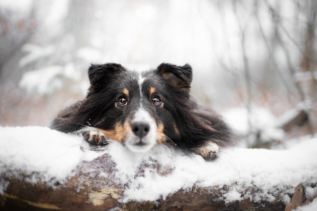 sammythesheltie:Finally a tiny bit snow ❄!