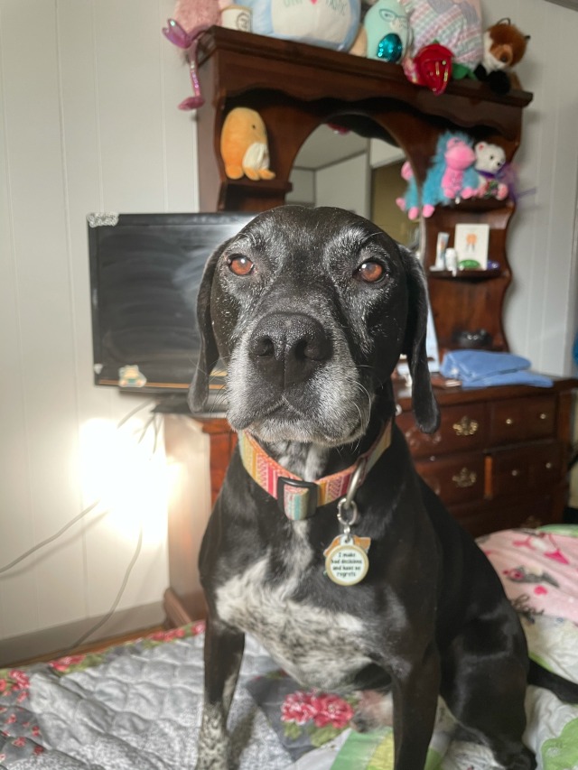 specklemutts:my lovely, lovely boy