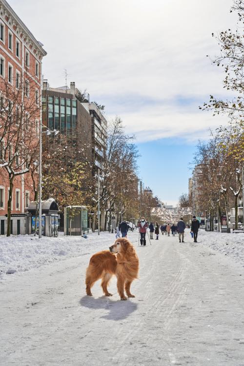 golden-retriever-overload:

My snow princess