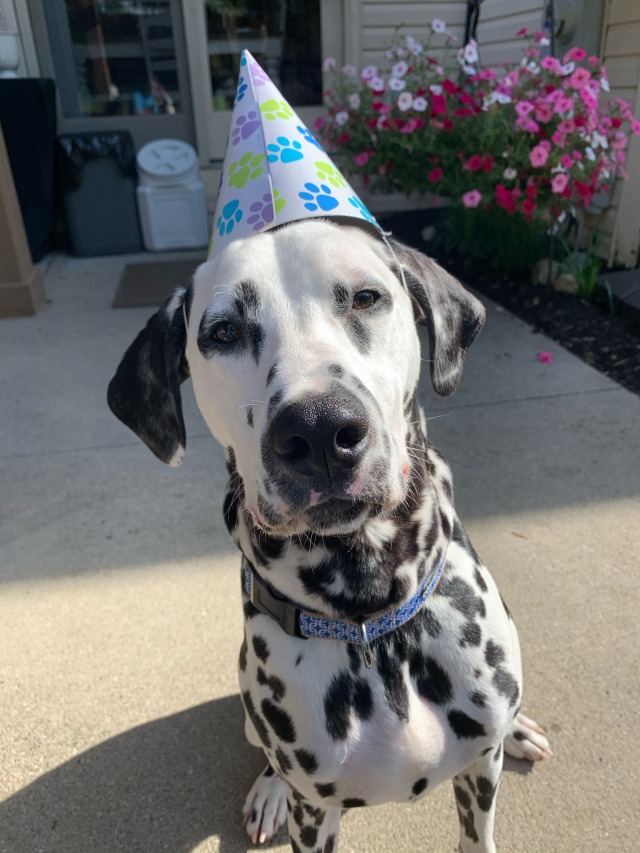 It was his bday so he got dressed up and had some cake 🐶