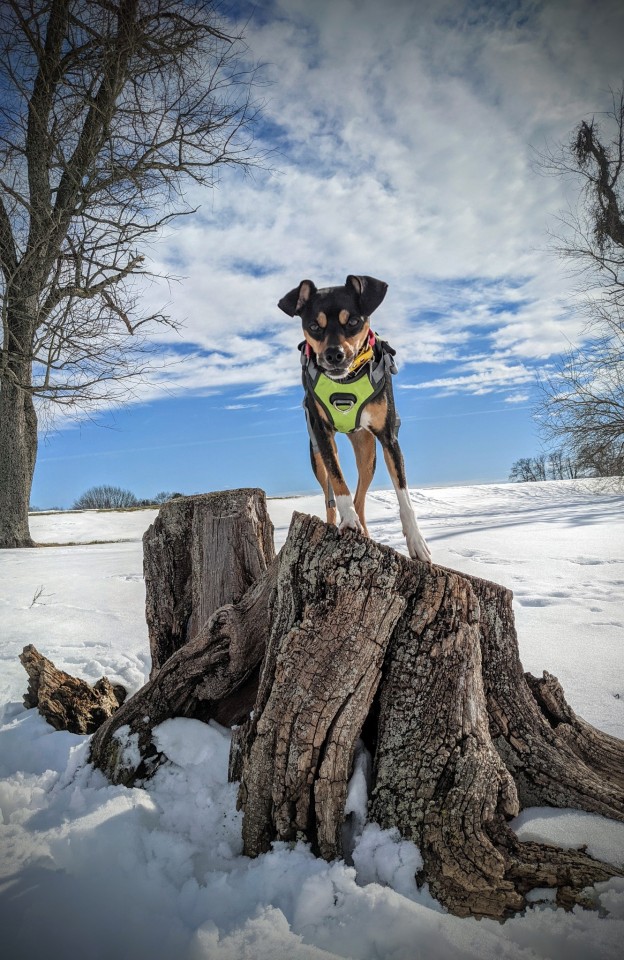 legomydoggos:“There is a love of wild nature in everybody, an ancient mother-love showing…