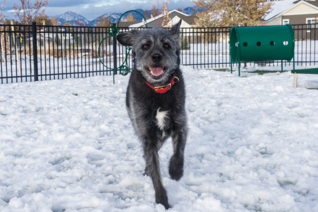 mountain-mutt:Happy times at the dog park