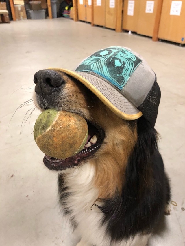 theadventurek9:She’s got swag