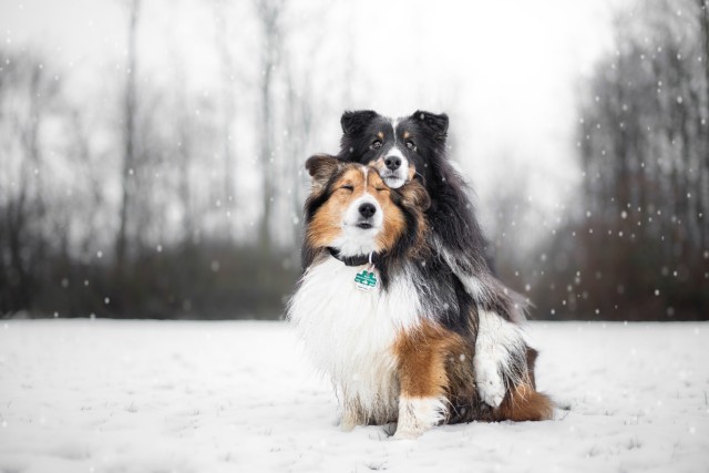 sammythesheltie:And I will be good, be good because I know you will be there when the days are cold…