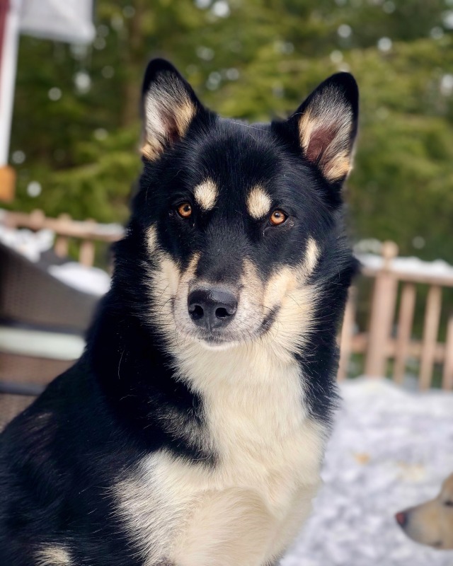 darkwood-sleddog:We’re handsome today