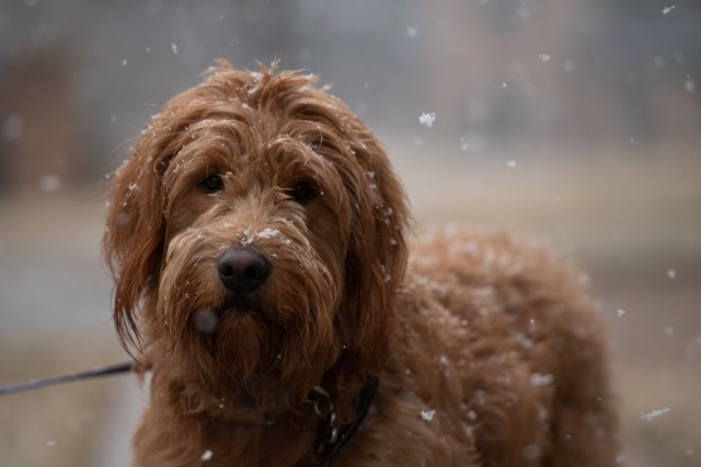 canineandcaffeine:He is oblivious to this strange white stuff