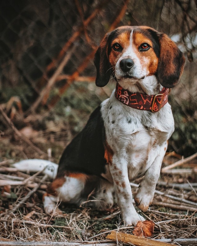 sixpackpups:Handsome