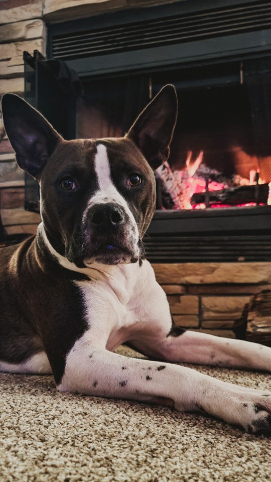 Bubba the bully breed mix staying warm❤