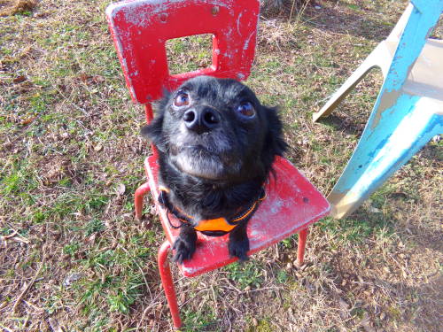 alittleblackdogblog:

Sit!