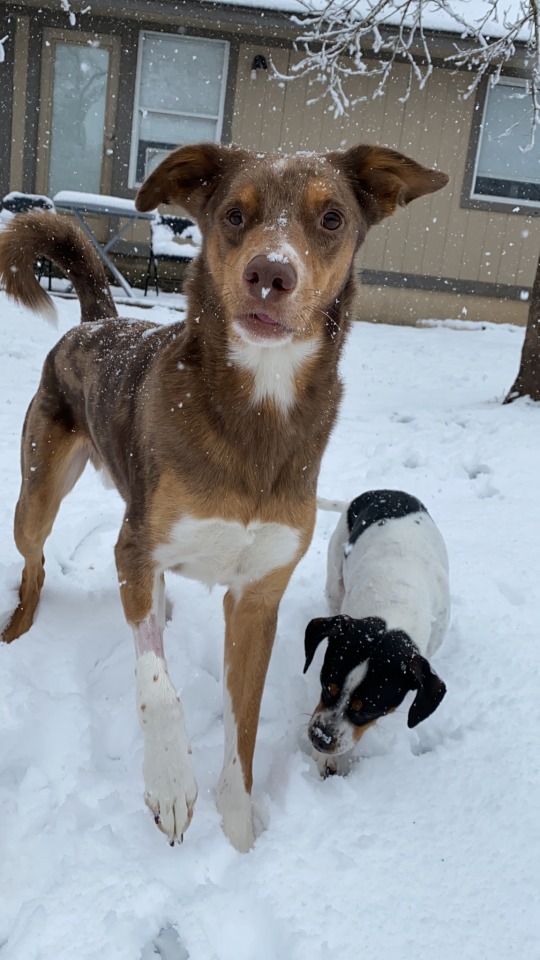 5mutts:SNOW NOSE SNOW NOSE