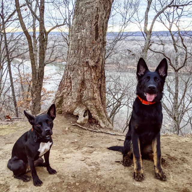 sungolddogs:Hello! These are my two nutcases. The one on the left is Astra and she is a 2yo APBT…