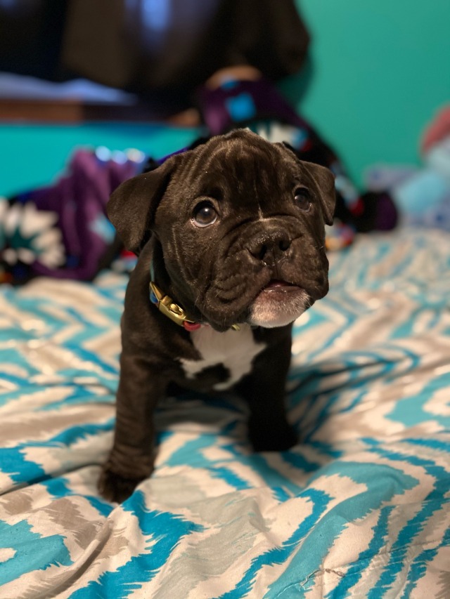 Meet Mavis Rae! She’s a 12 week old English bulldog and pitbull mix! Her Instagram is…