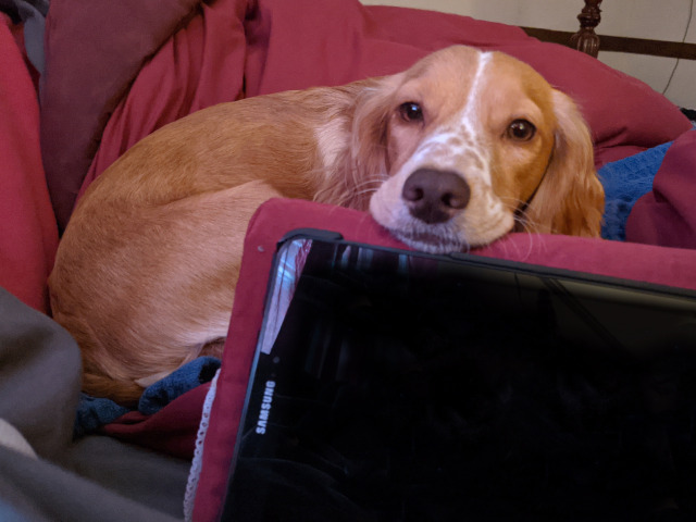 doomspaniels:Helping.