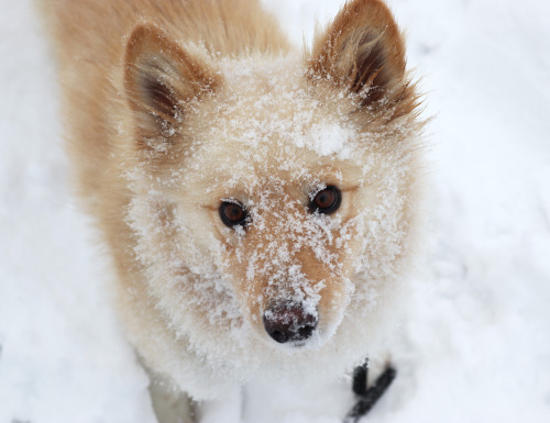 pocketdogs:

snowflake mascara