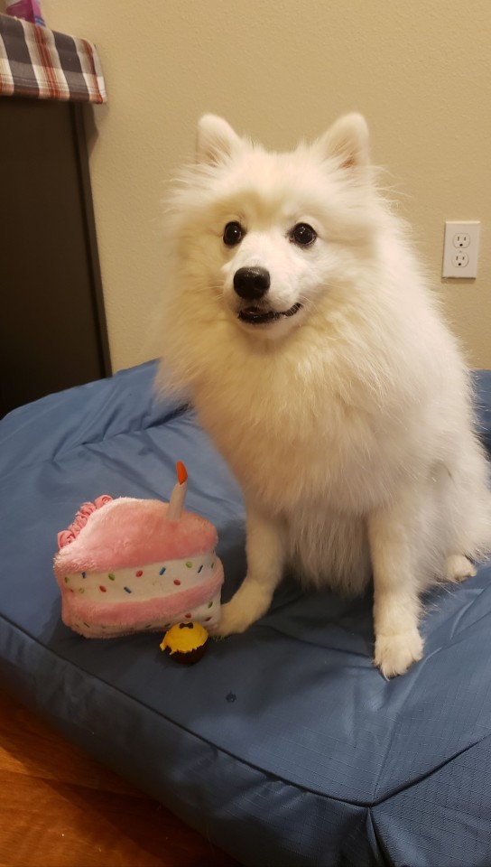 littleadventurespitz:Look who just turned 1!