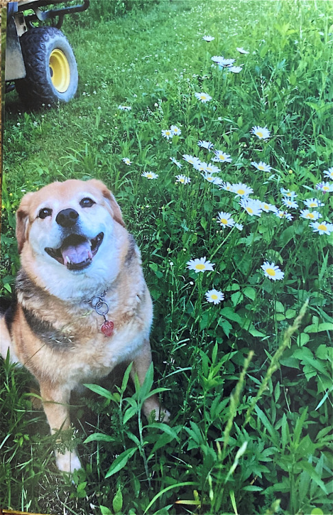 This is Tucker Bear,  a hound chow mix. He captured our hearts…