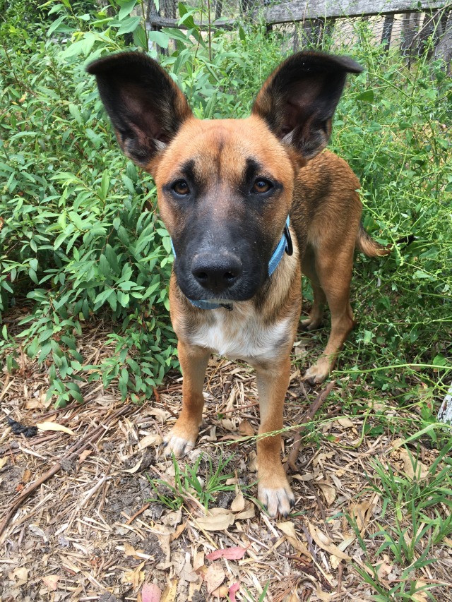 farm-paws:She would like you to know that she loves you. She mightn’t know who you are. But she…