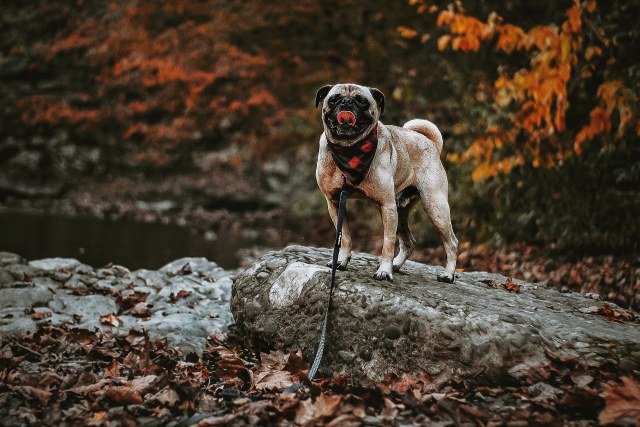 sixpackpups:Toby is so photogenic 😍