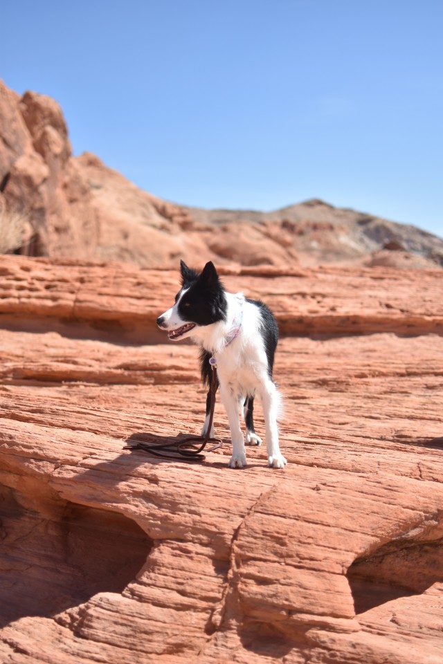 sheepdogsandsidesaddle:Get out to your local state park!