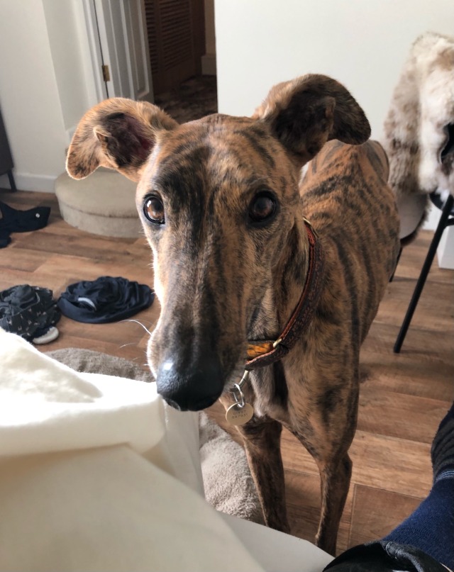 arthurgalgo:helo it is me Arfur and today I accidentally shut myself in the bathroom and cried :)
