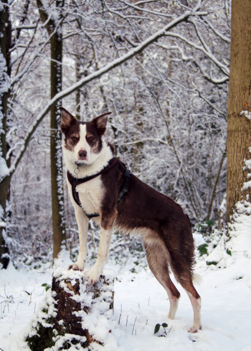 megpricephotography:

Flynn would like you all to know that he…