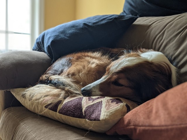 continent-of-wild-endeavor:Oh to be a little dog, curled up on a pillow