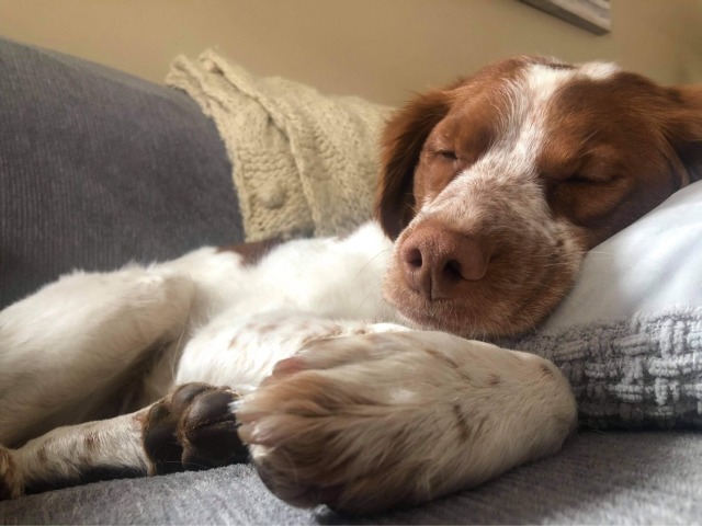 thebrittanybrigade:Sleepy spaniel hour