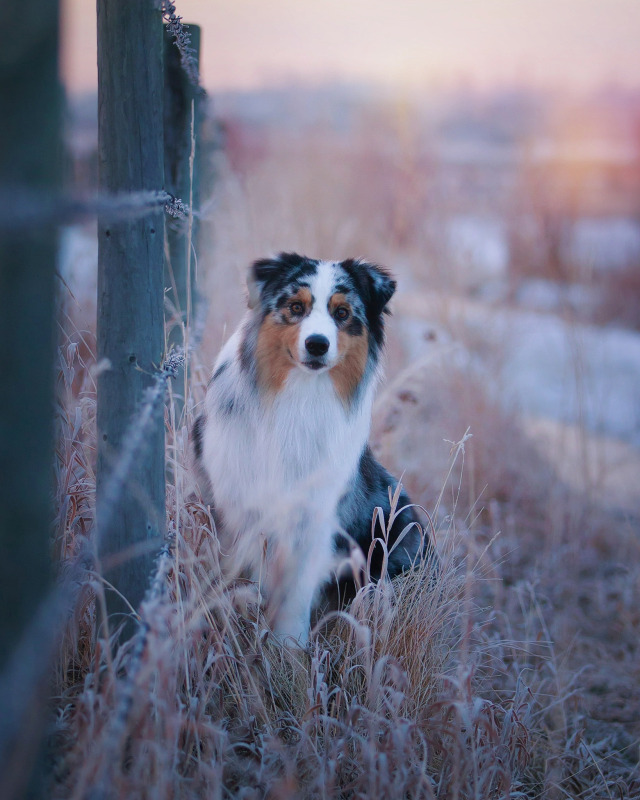 dndogs:watercolour morning, honestly