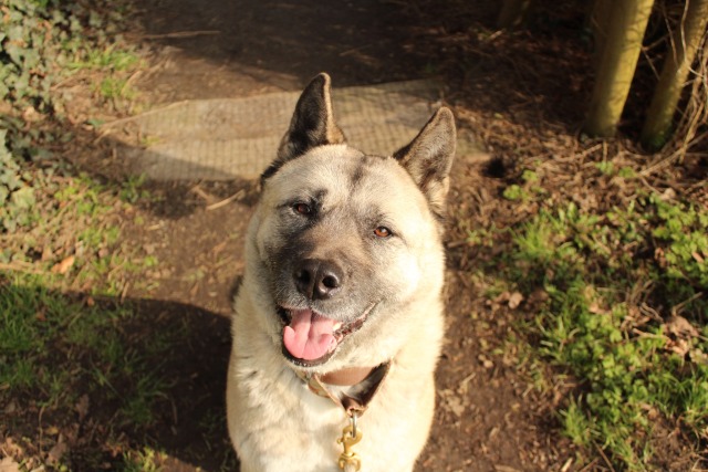 hanatheakita:Her eyes are so pretty in the sunlight!No edit needed!!