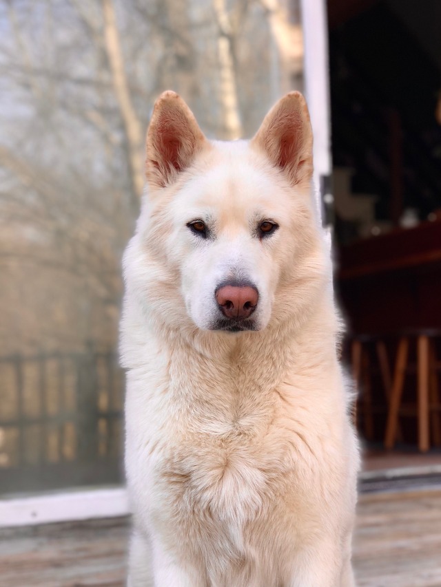 darkwood-sleddog:This is a dog