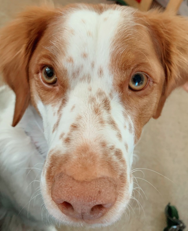 xero-sky:Bucky, the fairest ( and nosiest) dog in all the land.