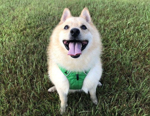 blueboyluca:

Optimistic canine