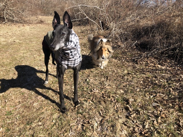 kangals:early morning walk on some of the neighborhood trails. Boone had double Thinking Ears, lots…